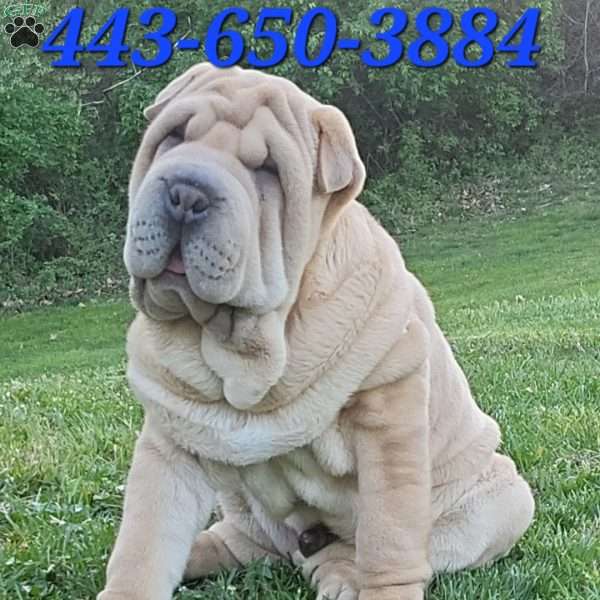 Lentil, Shar Pei Puppy
