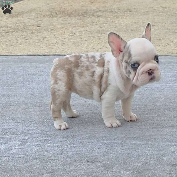Marshmello, French Bulldog Puppy