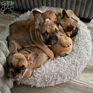 Rocket, French Bulldog Puppy