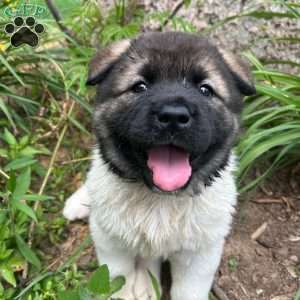 Violeta, Akita Puppy