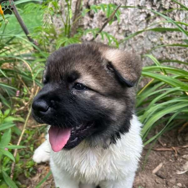 Violeta, Akita Puppy