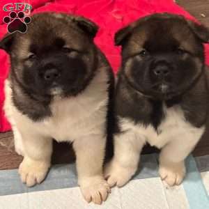 Violeta, Akita Puppy