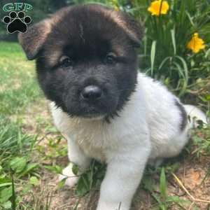Marshmallow, Akita Puppy