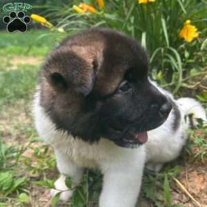 Marshmallow, Akita Puppy