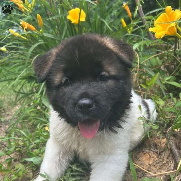 Marshmallow, Akita Puppy