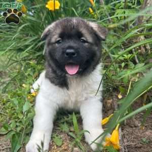 Luna, Akita Puppy