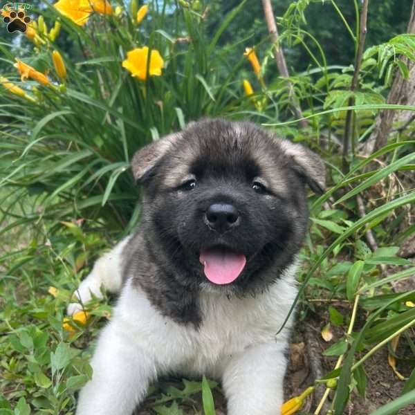Luna, Akita Puppy