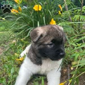 Luna, Akita Puppy