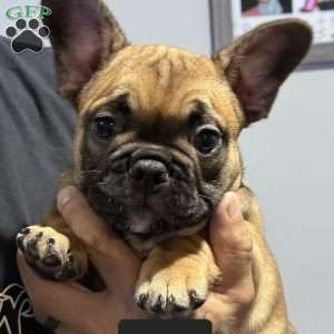River, French Bulldog Puppy