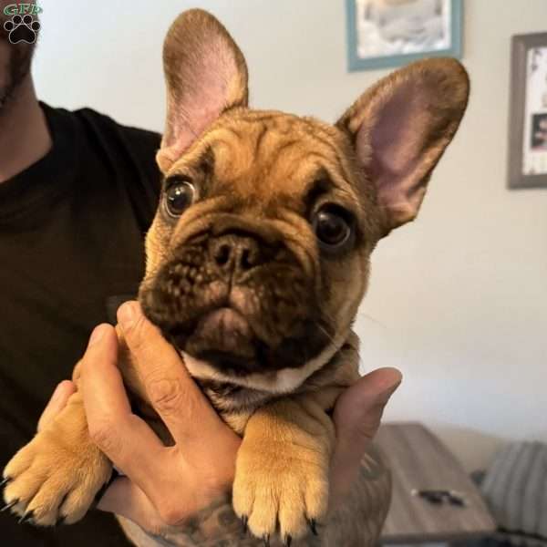Roman, French Bulldog Puppy