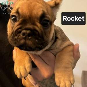 Rocket, French Bulldog Puppy