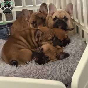 Roman, French Bulldog Puppy
