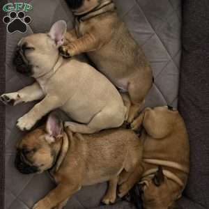 Roman, French Bulldog Puppy