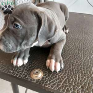 Lola, American Bully Puppy
