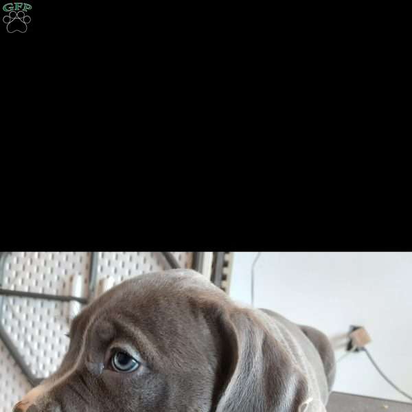 Lola, American Bully Puppy