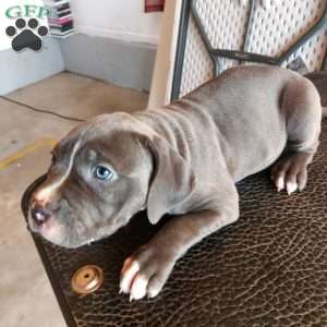 Lola, American Bully Puppy
