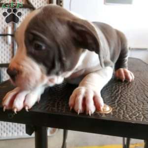 Polo, American Bully Puppy