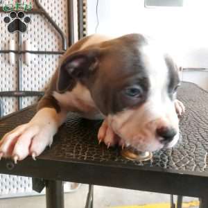 Polo, American Bully Puppy