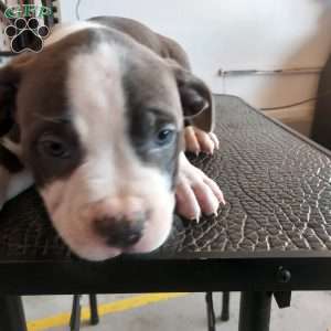 Polo, American Bully Puppy