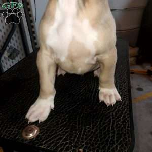 Loki, American Bully Puppy