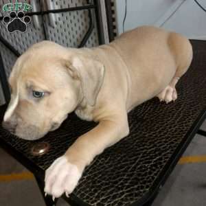 Loki, American Bully Puppy