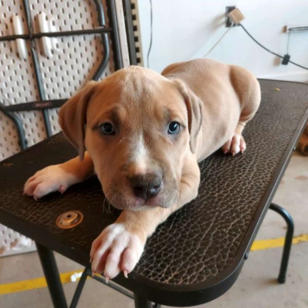 Loki, American Bully Puppy