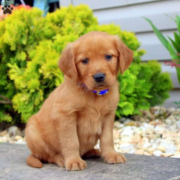 Sean, Golden Retriever Puppy