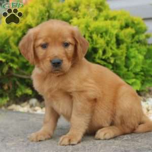 Sean, Golden Retriever Puppy