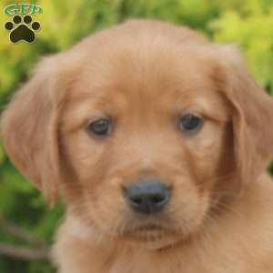 Sean, Golden Retriever Puppy