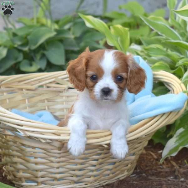 Seaweed, Cavalier King Charles Spaniel Puppy
