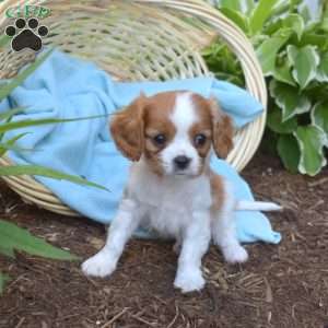 Seaweed, Cavalier King Charles Spaniel Puppy