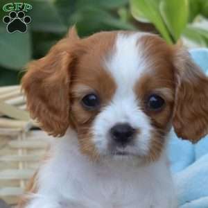 Seaweed, Cavalier King Charles Spaniel Puppy
