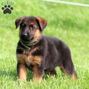 Sela, German Shepherd Puppy