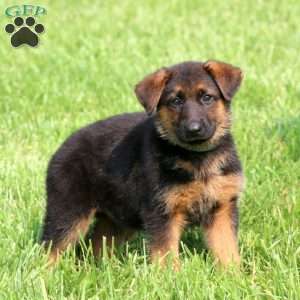 Sela, German Shepherd Puppy