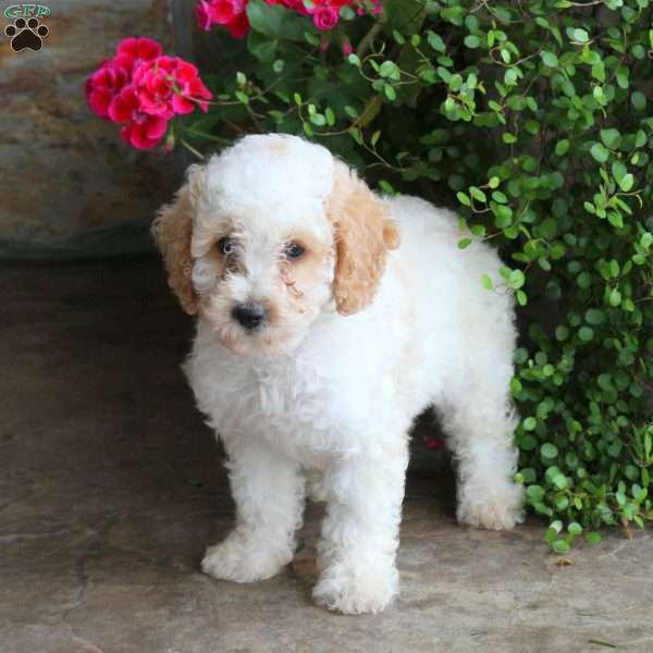 Serenity, Miniature Poodle Puppy
