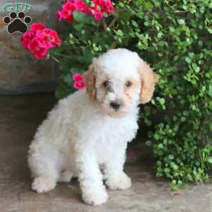 Serenity, Miniature Poodle Puppy