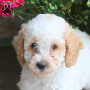 Serenity, Miniature Poodle Puppy