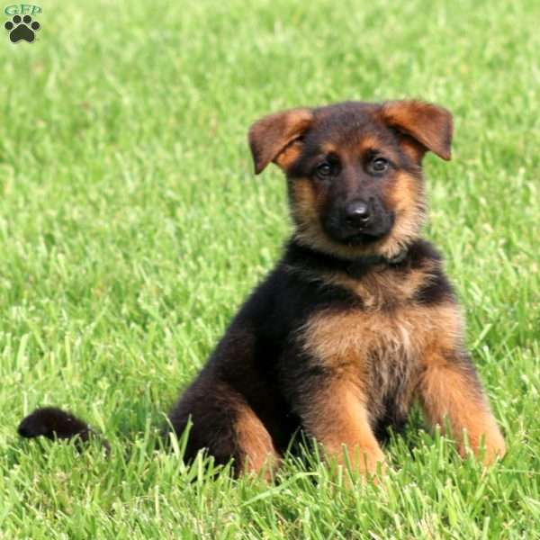 Seth, German Shepherd Puppy