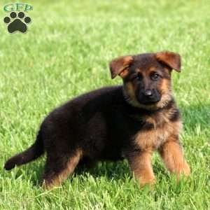 Seth, German Shepherd Puppy
