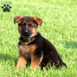 Seth, German Shepherd Puppy