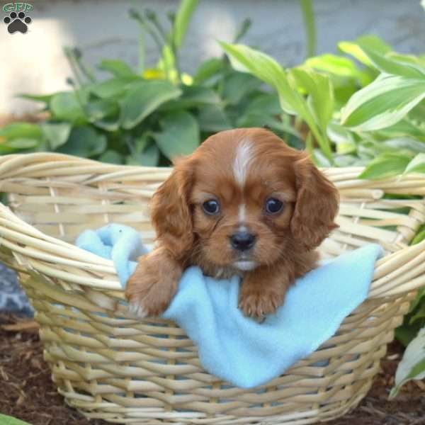 Shadow, Cavalier King Charles Spaniel Puppy