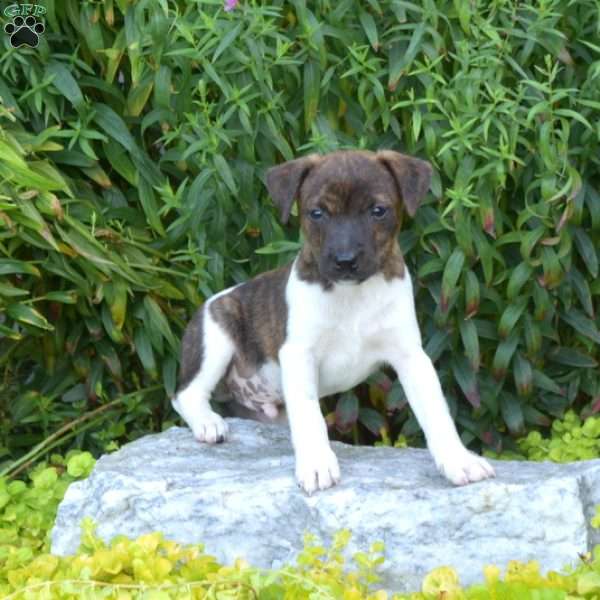 Shadow, Jack Russell Terrier Puppy