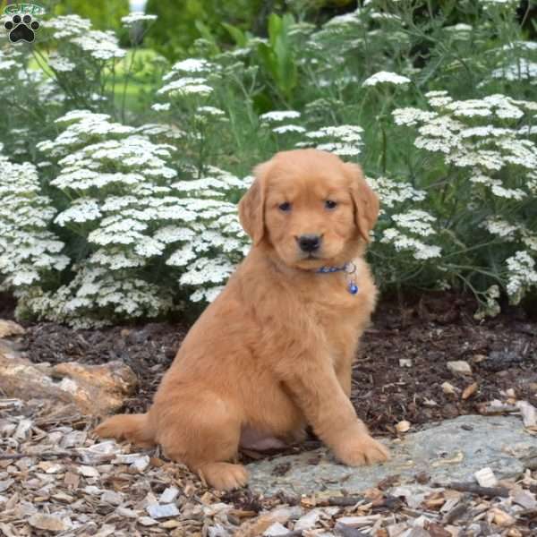 Shadow, Golden Retriever Puppy