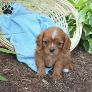 Shadow, Cavalier King Charles Spaniel Puppy