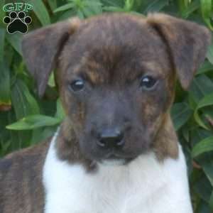 Shadow, Jack Russell Terrier Puppy