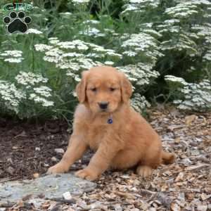Shadow, Golden Retriever Puppy