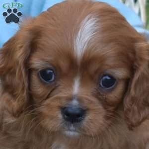Shadow, Cavalier King Charles Spaniel Puppy