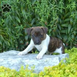 Shadow, Jack Russell Terrier Puppy