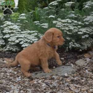 Shadow, Golden Retriever Puppy