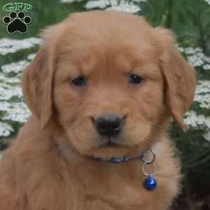 Shadow, Golden Retriever Puppy